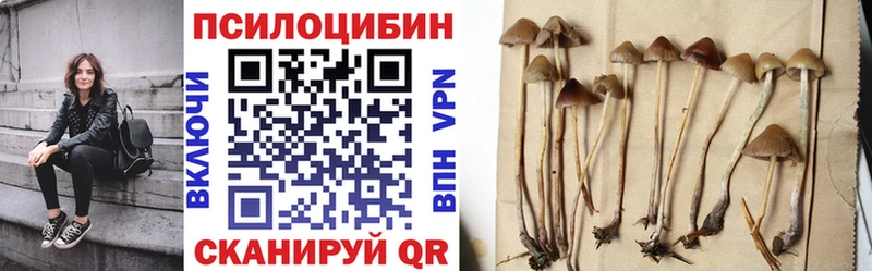 Галлюциногенные грибы Psilocybine cubensis  купить наркоту  Сунжа 